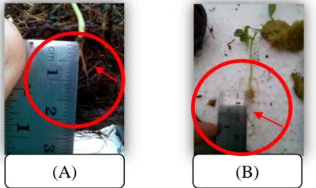 Gambar 4.4 Kondisi akar yang ditanam pada media (A) sabut kelapa dan (B) akar normal  Pada  umumnya  akar  yang  normal  akan  terlihat  seperti  (Gambar  4.4.B)