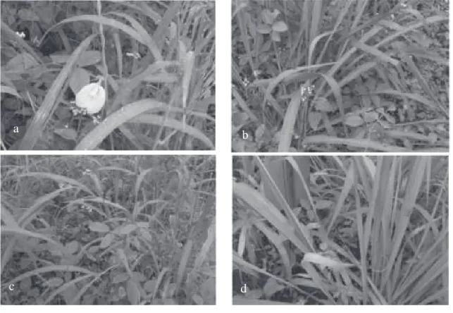 Gambar 1 (a, b, c, dan d) Tampilan budidaya asosiasi berbagai jenis rumput dengan legum pada lahan kering di Desa Sebudi Karangasem