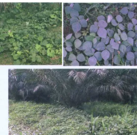 Gambar 3.1. Beberapa jenis leguminosa penutup tanah yang biasa digunakan di perkebunan