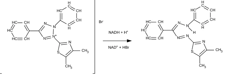 Gambar 5. Reaksi reduksi MTT menjadi formazan oleh enzim suksinat dehidrogenase (Mosmann, 1983) 