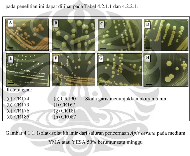 Gambar 4.1.1. Isolat-isolat khamir dari saluran pencernaan Apis cerana pada medium  YMA atau YESA 50% berumur satu minggu 