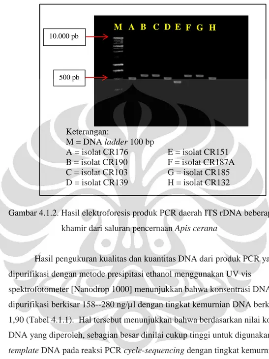 Gambar 4.1.2. Hasil elektroforesis produk PCR daerah ITS rDNA beberapa isolat   khamir dari saluran pencernaan Apis cerana 