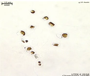 Gambar 3.  Bentuk sel Chaetoceros gracilis  2.2.  Lipid dan Fatty Acids pada Mikroalga 