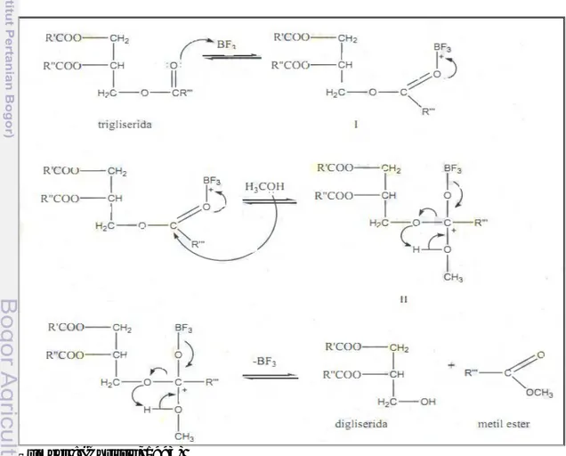 Gambar 5.  Reaksi esterifikasi trigliserida dengan BF3 metanol  