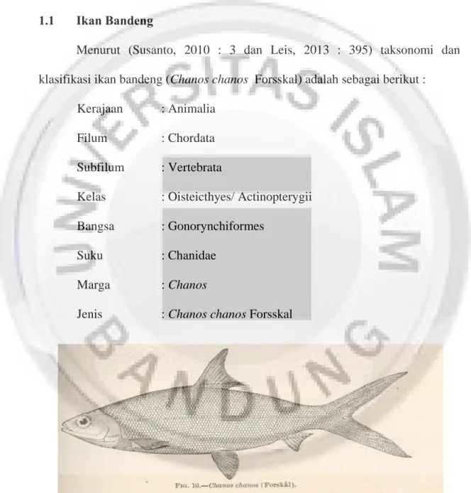 Gambar I.1 Ikan Bandeng (http://eol.org/pages/224731/hierarchy_entries/44694056/overview)