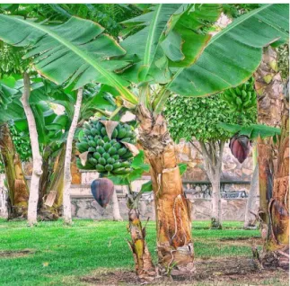 Gambar 2. Morfologi pisang kepok (Sumber: Sulut.litbang.pertanian.com. 2017)  Daun  pisang  letaknya  tersebar,  helaian  daun  berbentuk  lanset  memanjang  yang  panjangnya  antara  30-40  cm