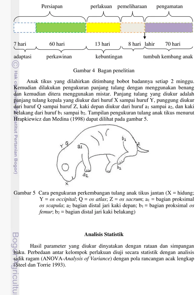 Gambar 5  Cara pengukuran perkembangan tulang anak tikus jantan (X = hidung;  Y = os occipital; Q = os atlas; Z = os sacrum; a 1  = bagian proksimal 