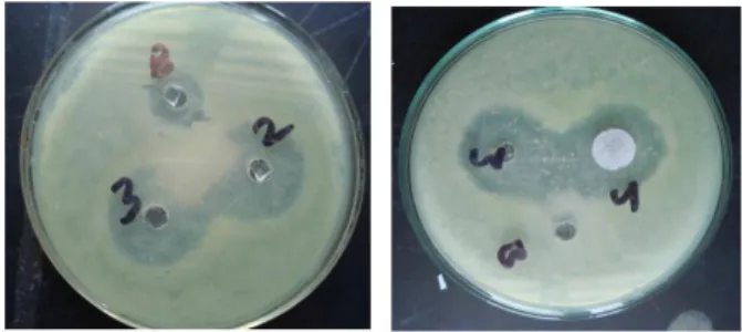 Gambar 2.3 Hasil uji antimicrobial nanopartikel perak dengan  bakteri (a) E.Coli (Gram Negatif) dan (b) Bacillus megaterium 