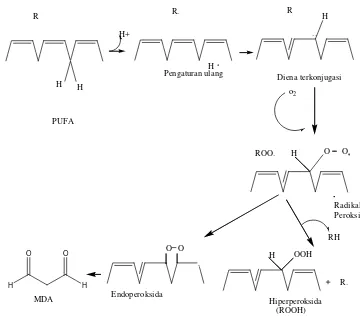 Gambar 4  Reaksi peroksida lipid. 