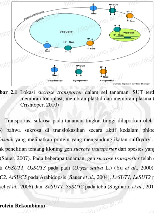 Gambar 2.1  Lokasi  sucrose transporter  dalam sel  tanaman. SUT terdapat pada  membran tonoplast, membran plastid dan membran plasma (Khun dan  Crishtoper, 2010) 