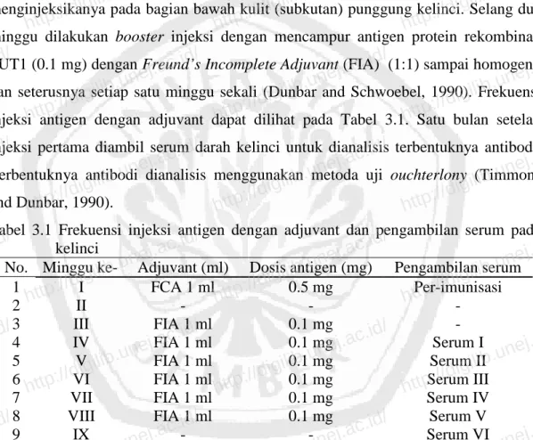 Tabel 3.1 Frekuensi injeksi antigen dengan adjuvant  dan pengambilan serum pada  kelinci 