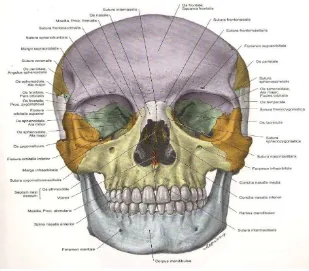 Gambar 6. Tulang cranium aspek anterio (R. Putz & R. Pabst 2007 ) 