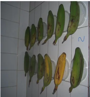 Gambar 4. Buah Pisang Kepok yang akan Diberi Perlakuan  