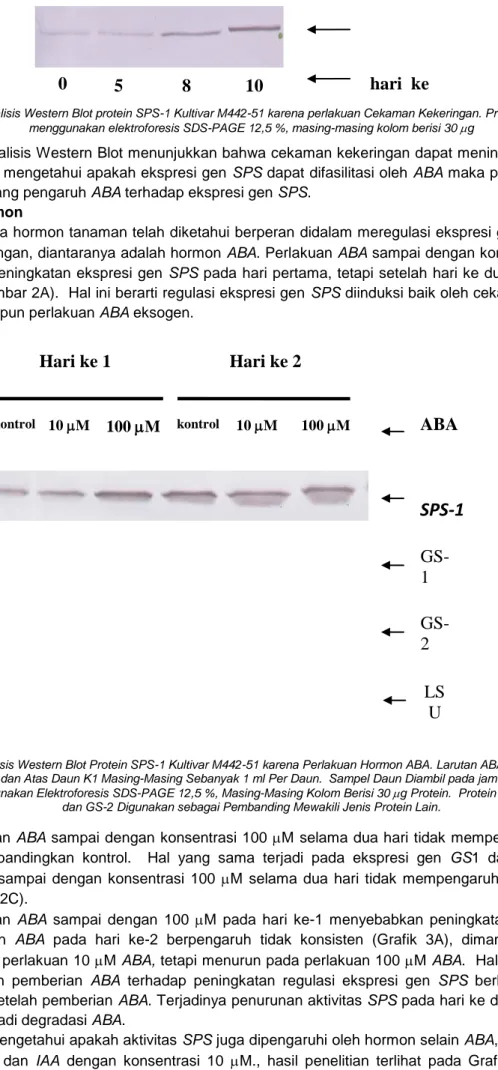 Gambar 2. Analisis Western Blot Protein SPS-1 Kultivar M442-51 karena Perlakuan Hormon ABA
