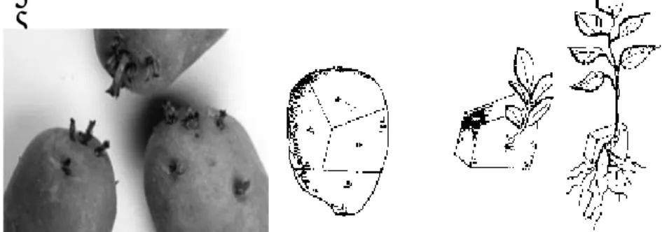 Gambar 2.8. Ilustrasi pembelahan umbi (tuber) pada kentang, tiap   potongan terdiri atas minimal satu mata tunas yang nantinya  tumbuh sebagai tanaman baru