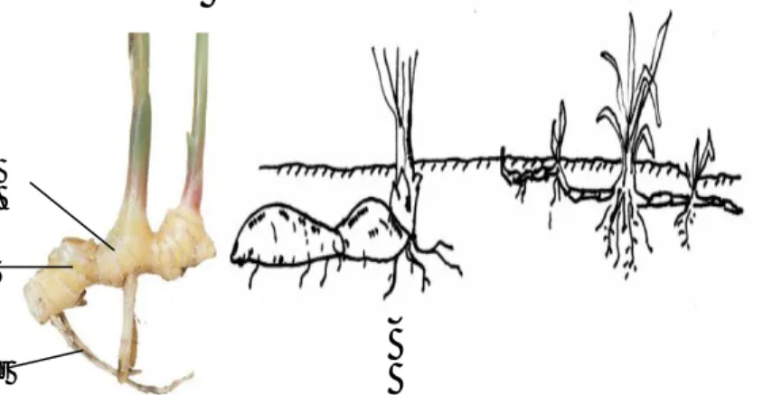 Gambar 2.9.  Rhizome gemuk (tengah) pada jahe dan rhizome                        langsing (kanan) pada rumput-rumputan