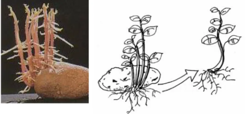 Gambar 2.10. Slips pada ubi jalar merupakan organ khusus yang dapat            digunakan sebagai bahan perbanyakan   