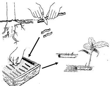 Ilustrasi  cara  perbanyakan  tanaman  dengan  menggunakan  bahan  stek  akar  diterangkan  pada  Gambar  3.1