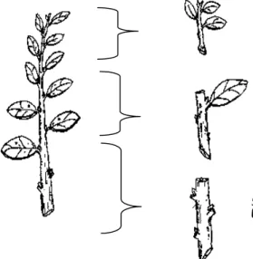 Gambar 3.3.   Macam stek batang berdasarkan tingkat kekerasan   batang. Kekerasan batang menggambarkan tingkat  perkembangan jaringan (differensiasi) 