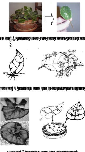 Gambar 3.4. Ilustrasi macam stek daun dengan tangkai daun 