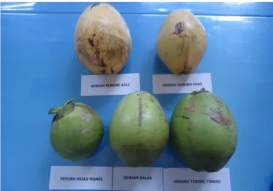Gambar 1.  Buah  kelapa  muda  Genjah  Kuning  Bali  (GKB),  Genjah  Kuning  Nias  (GKN),  Genjah  Hijau Manis (GHM), Genjah Salak (GSK, dan Genjah Tebing Tinggi (GTT)