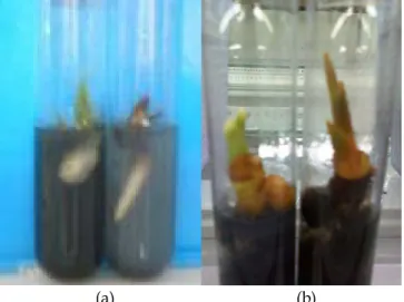 Gambar 2.  (a)  Tunas tanpa akar (kiri) dan akar  dengan tunas  abnormal (kanan) yang  berasal dari kecambah yang dibelah serta  (b)  calon planlet yang normal (memiliki  tunas dan akar) yang berasal dari  kecambah yang tidak dibelah