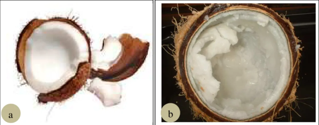 Gambar 2.1 Fenotipe endosperma buah kelapa normal dan kelapa kopyor. a. Buah  kelapa normal dengan endosperma  padat dan masif, b