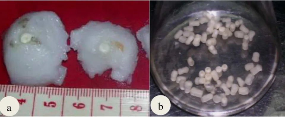 Gambar  3.1  Endosperma  kelapa  kopyor  yang  berisi  embrio  setelah  diambil  dari  buah  kelapa  kopyor  (a)  dan  embrio  kelapa  kopyor  yang  telah  dikeluarkan  dari  endosperma  dan  dimasukkan  dalam  erlenmeyer  untuk proses sterilisasi (b)