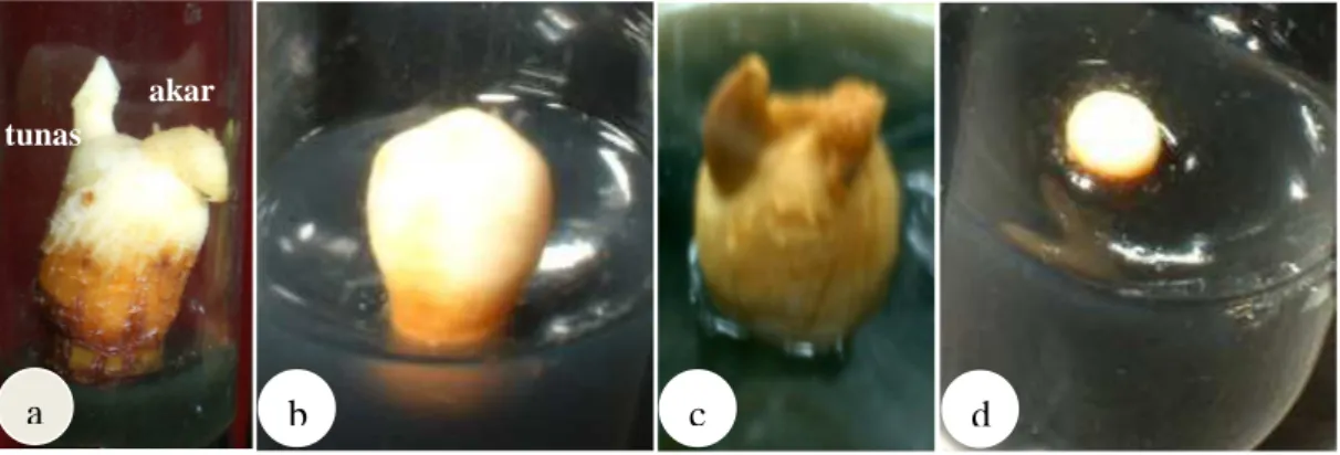 Gambar 3.2  Berbagai respon embrio kelapa kopyor pada media perkecambahan. 