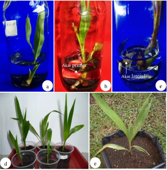 Gambar  3.4  Proses  pertumbuhan  planlet  kelapa  kopyor  asal  kultur  embrio  sebelum  dan  sesudah  aklimatisasi