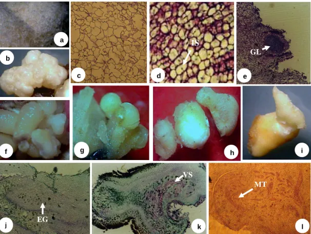 Gambar 5.1  Berbagai struktur kalus dan embrio somatik kelapa kopyor.  a. Kalus  non-embriogenik yang tidak friable
