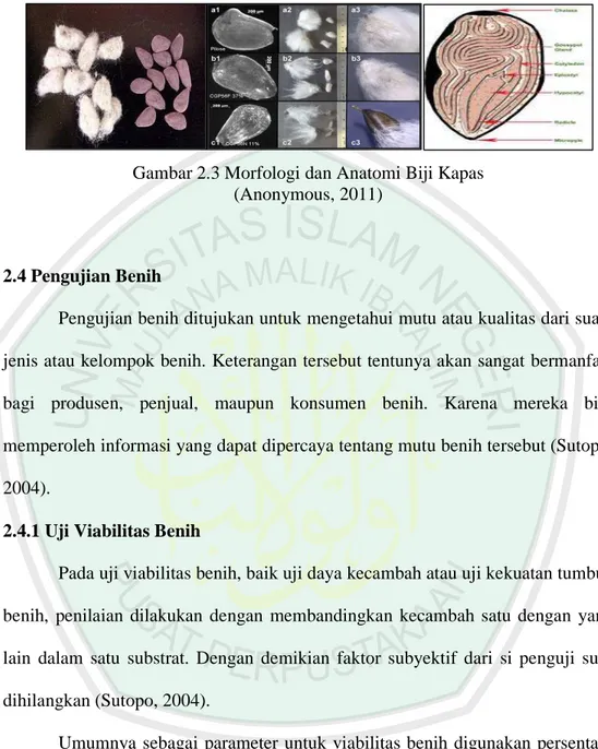 Gambar 2.3 Morfologi dan Anatomi Biji Kapas  (Anonymous, 2011) 