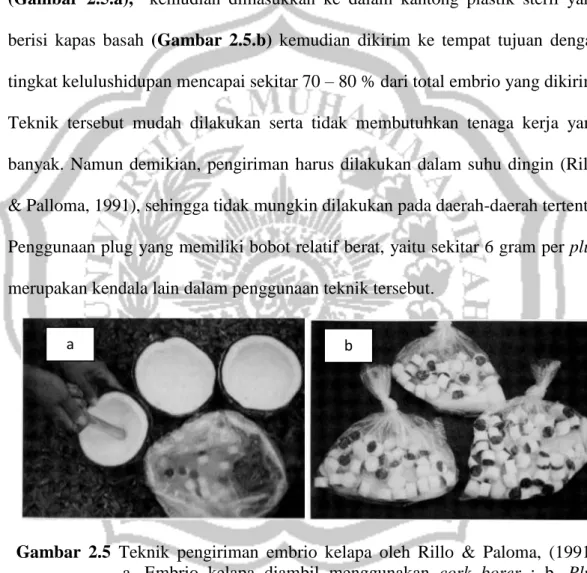 Gambar  2.5  Teknik  pengiriman  embrio  kelapa  oleh  Rillo  &amp;  Paloma,  (1991).     