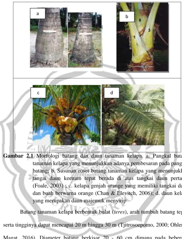 Gambar  2.1  Morfologi  batang  dan  daun  tanaman  kelapa.  a.  Pangkal  batang  tanaman kelapa yang menunjukkan adanya pembesaran pada pangkal  batang;  b