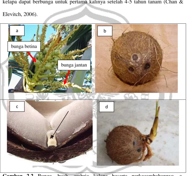 Gambar  2.2  Bunga,  buah,  embrio  kelapa  beserta  perkecambahannya.  a. 