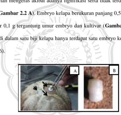 Gambar 2.2   Letak  embryo  kelapa  ditandai  oleh  satu  mata  yang  tidak  terlignifikasi dari ketiga mata pada tempurung kelapa (A) (Adkins,  2008)  setiap  buah  kelapa  memiliki  1  embryo  kelapa  yang  berukuran panjang 0,5-1 cm (B) (Foale, 2003) 