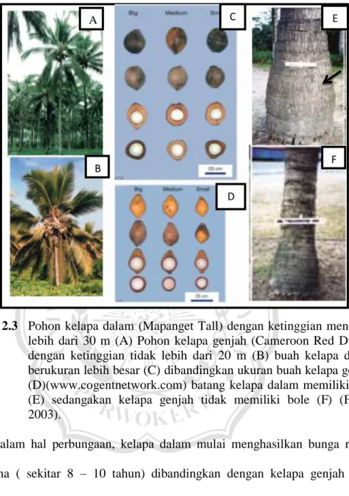 Gambar 2.3   Pohon kelapa dalam (Mapanget Tall) dengan ketinggian mencapai  lebih  dari  30  m  (A)  Pohon  kelapa  genjah  (Cameroon  Red  Dwarf)  dengan  ketinggian  tidak  lebih  dari  20  m  (B)  buah  kelapa  dalam  berukuran lebih besar (C) dibanding