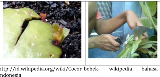 Gambar  2. Tanaman Cocor bebek tumbuh Tunas 