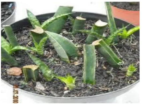 Gambar  7. Stek dari daun 