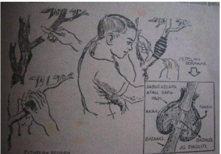 Gambar  8. Teknik  mencangkok 