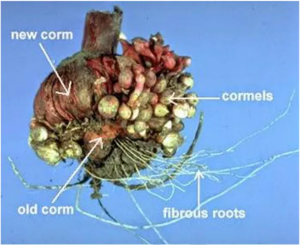 Gambar 2.  Corm pada tanaman gladiol 