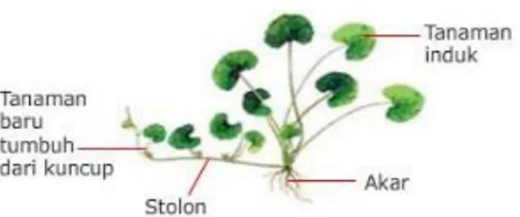 Gambar 1. Perbanyakan secara vegetative (Sumber: 