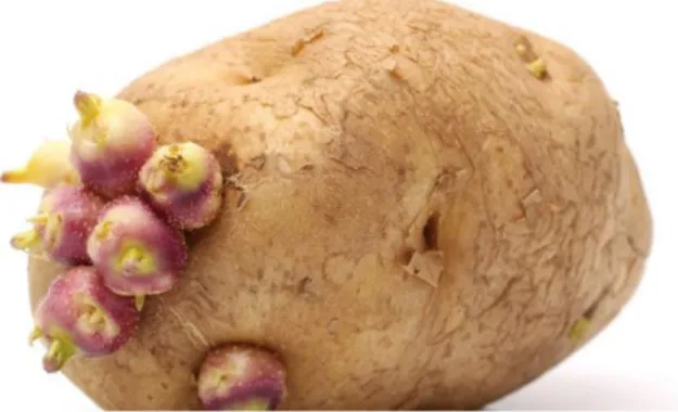Gambar 7. Umbi batang pada kentang (Sumber: medianp.net)  5)  Rizhome 