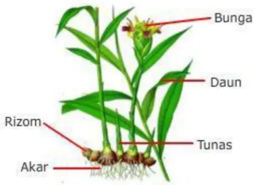 Gambar 8. Rizhome pada tanaman jahe (Sumber: 