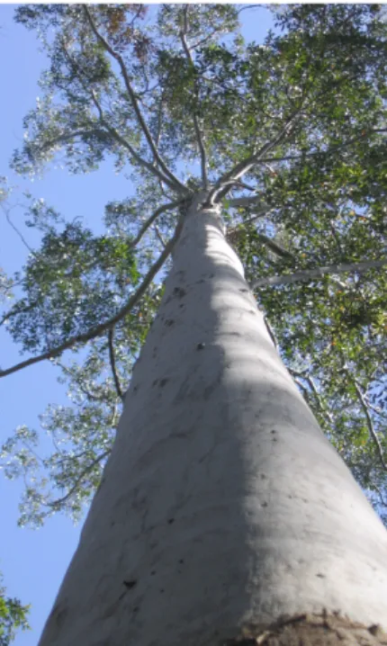 Gambar 1. Pohon ekaliptus (: Eucalyptus grandis) 