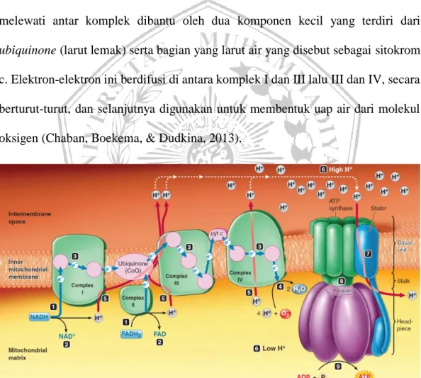 Gambar 2. 5  Fosforilasi Oksidatif (Sherwood, 2014) 