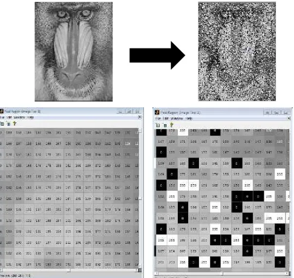 Gambar 4.3 Penambahan noise salt &amp; pepper sebesar 30 % c. Histogram Equalization dan reduksi noise menggunakan metode Median