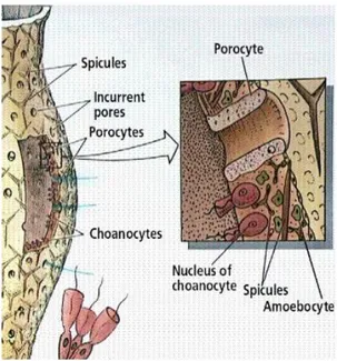 Gambar 2. Struktur organisasi tubuh spons (Sumber: www.maricopa.edu)  Pada  bagian  dalam  pinacoderm  terdapat  mesohyl,  yang  terdiri  dari  matriks  protein  bergelatin  yang  mengandung  skeleton  dan  sel-sel  amoeboid