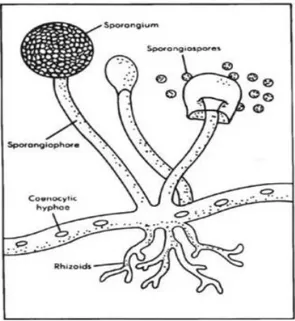 Gambar 3. Struktur tubuh jamur Rhizopus sp. (Sumber: Darliah, 2009)  2.4.1.  Klasifikasi Jamur 