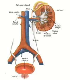 Gambar 1.  Anatomi ginjal (Eroschenko, 2000) 